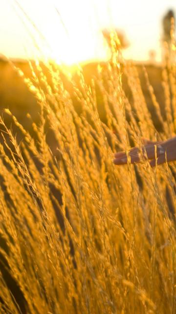 Field of Wheat during the sun; person stroking wheat during the sunset | Voyages Indigenous Tourism