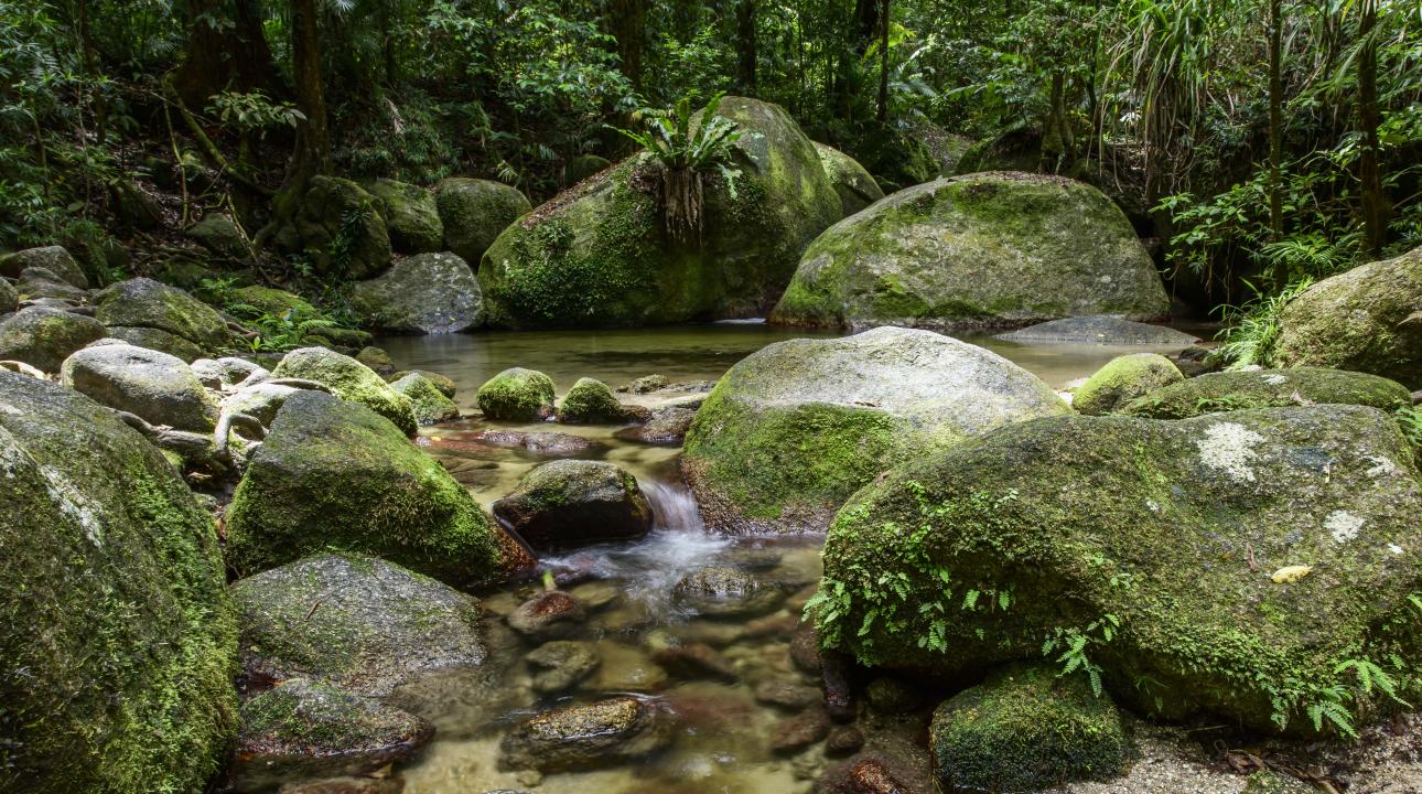 Careers Pages - Mossman Gorge Cultural Centre - Immerse Yourself in the Daintree Rainforest